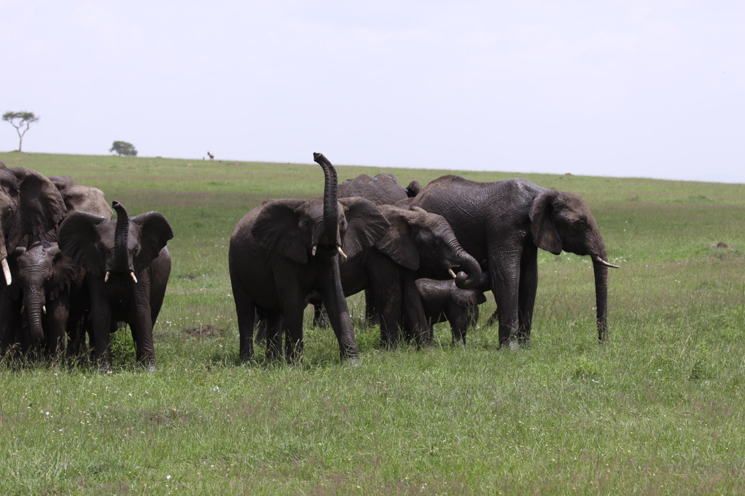 Elephant herd